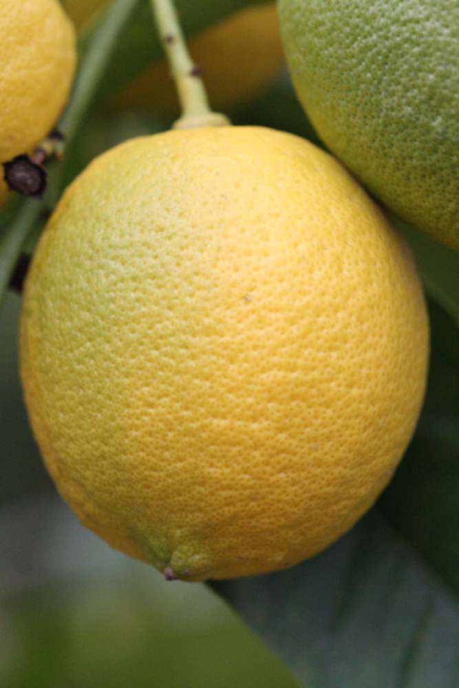                 Fruit (Doctor Strong, Riverside,   CA)       